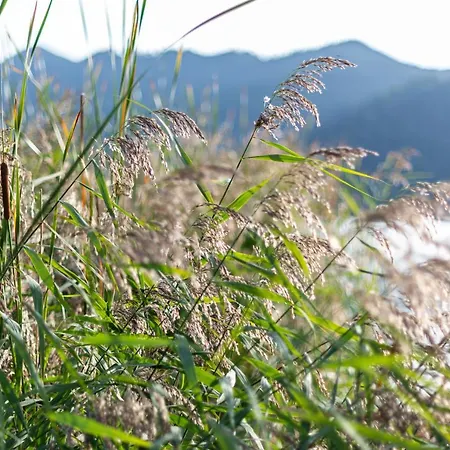 Seeheimat 公寓 *
